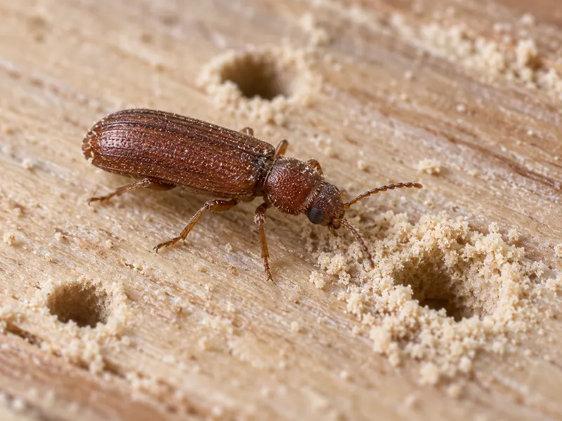 Brocas (Lyctus sp. (besouro))