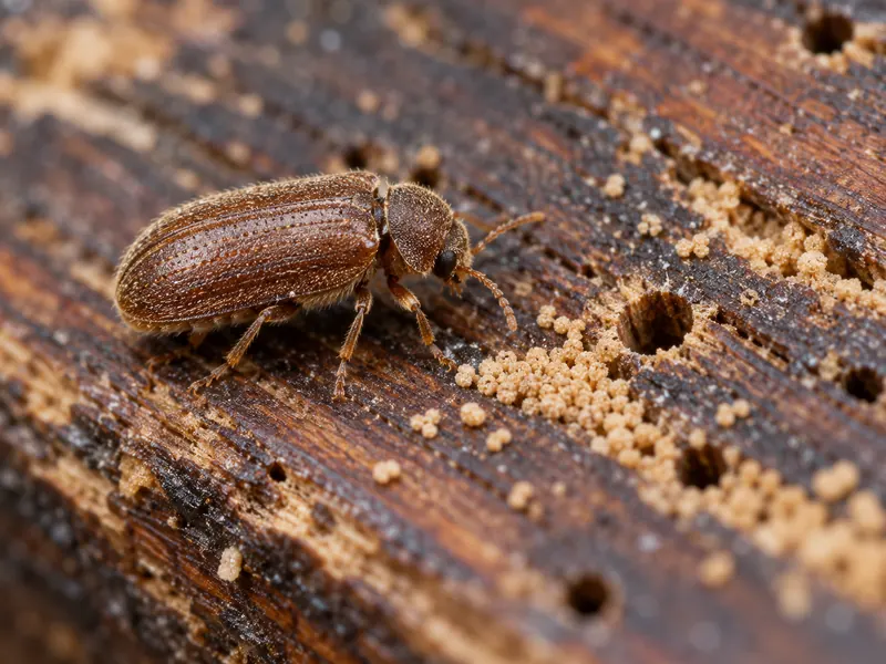 Carunchos (Anobium punctatum (besouro))