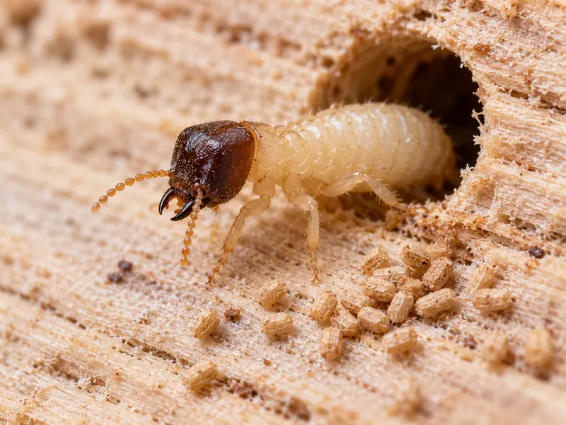 Cupim de madeira seca (Cryptotermes brevis)